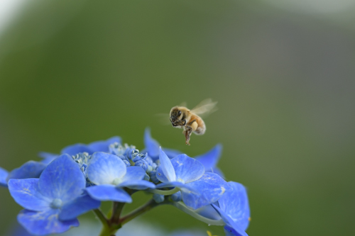 アジサイの蜜を吸いに来たミツバチ